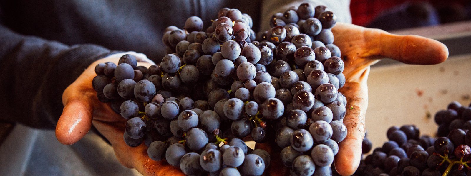 Nebbiolo 