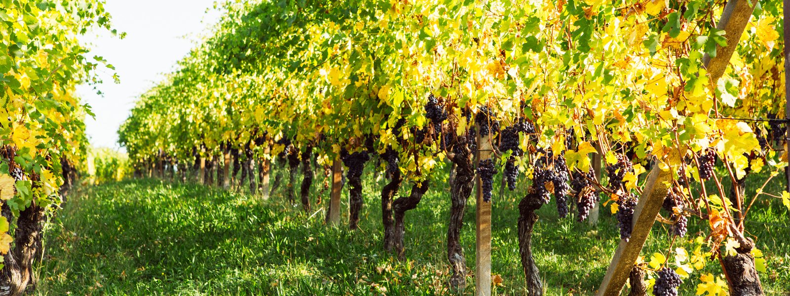 LE NOSTRE VIGNE TENUTE COME GIARDINI